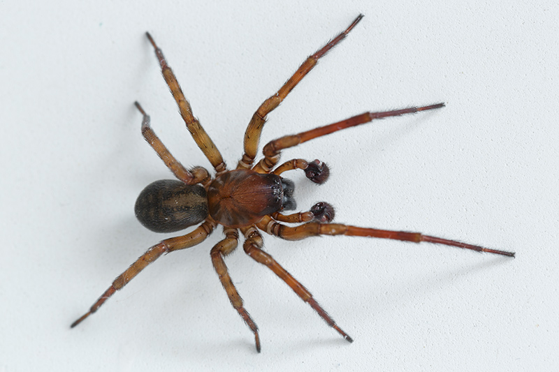 Maschio di Amaurobius ferox - Verzegnis (UD)