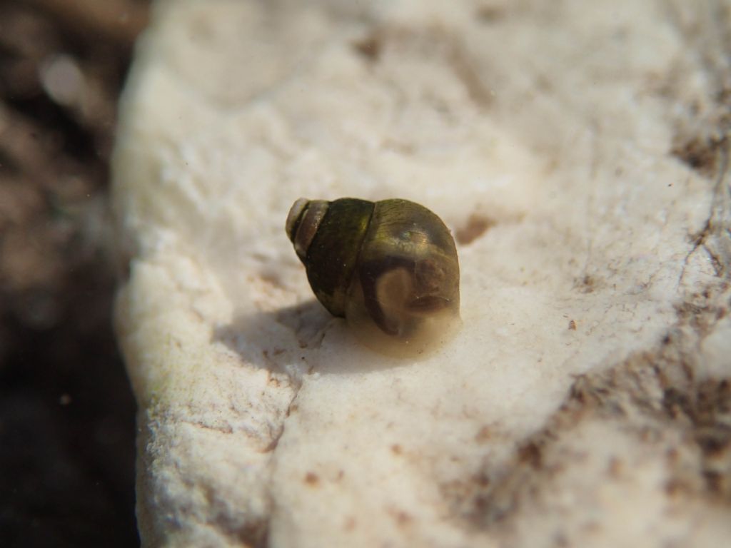 Gasteropode da identificare