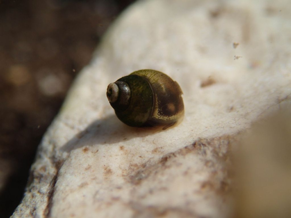Gasteropode da identificare