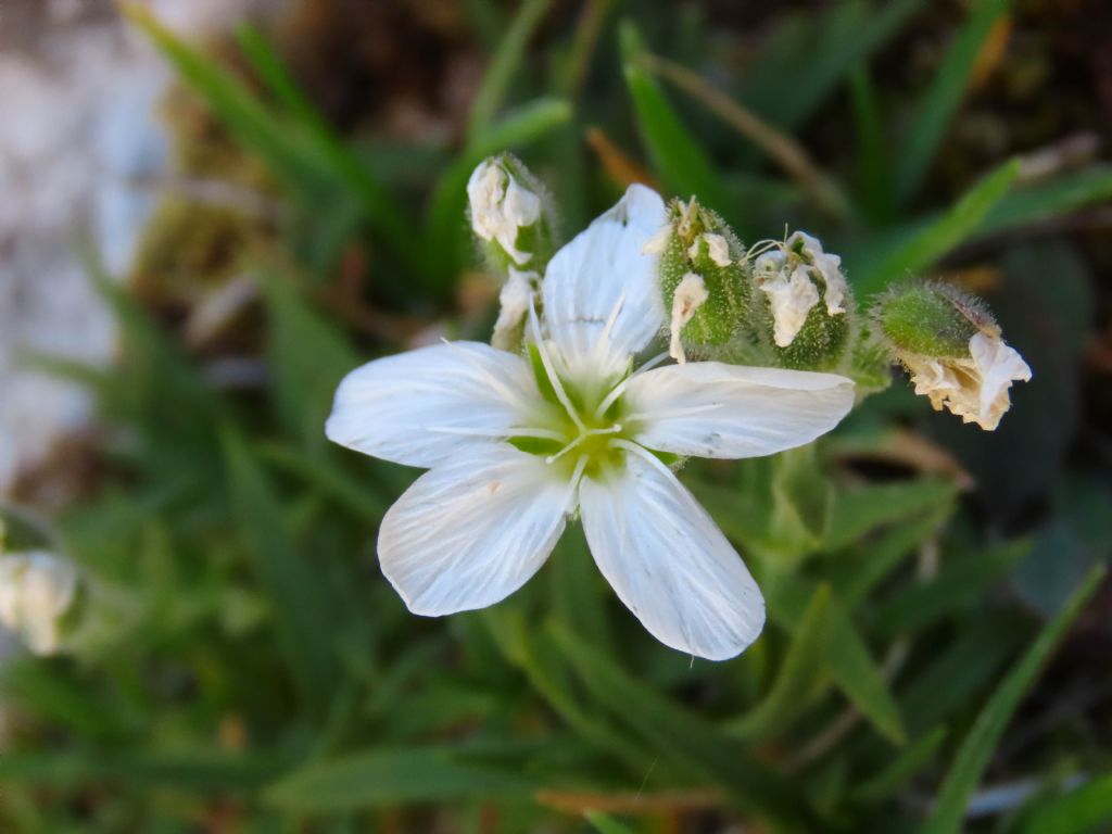 Caryophyllaceae: Mcneillia graminifolia