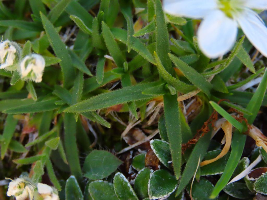 Caryophyllaceae: Mcneillia graminifolia