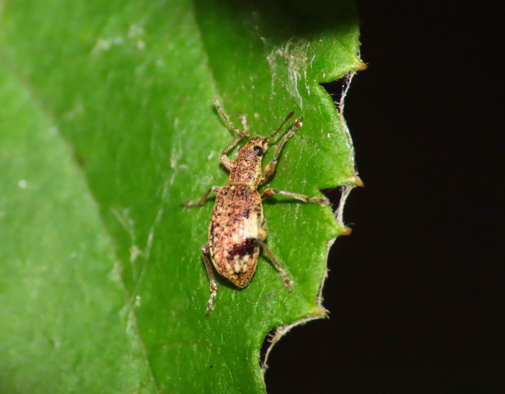 Curculionidae: Polydrusus sparsus