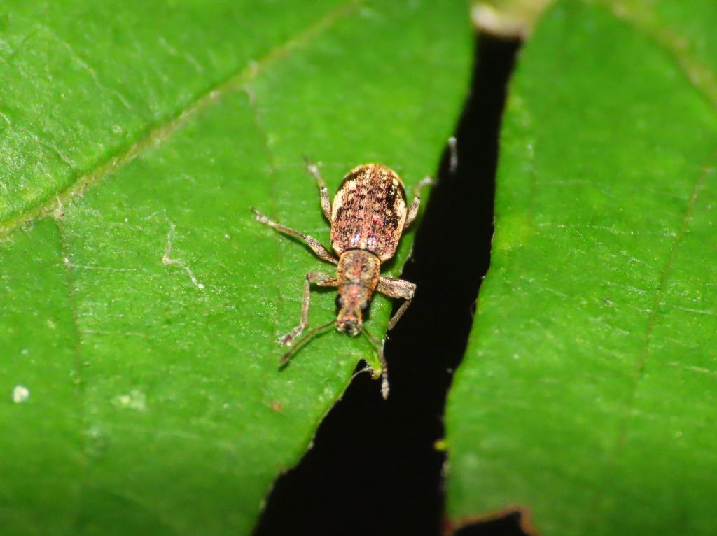 Curculionidae: Polydrusus sparsus