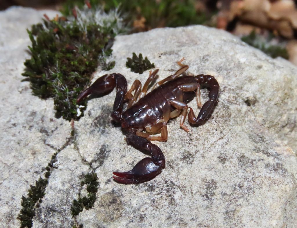 Euscorpius celanus da Tione degli Abruzzi (AQ)