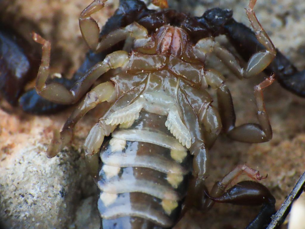 Euscorpius celanus da Tione degli Abruzzi (AQ)