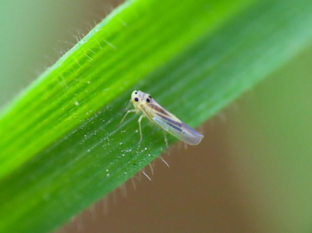 piccolo Cicadellidae:   Hauptidia sp.