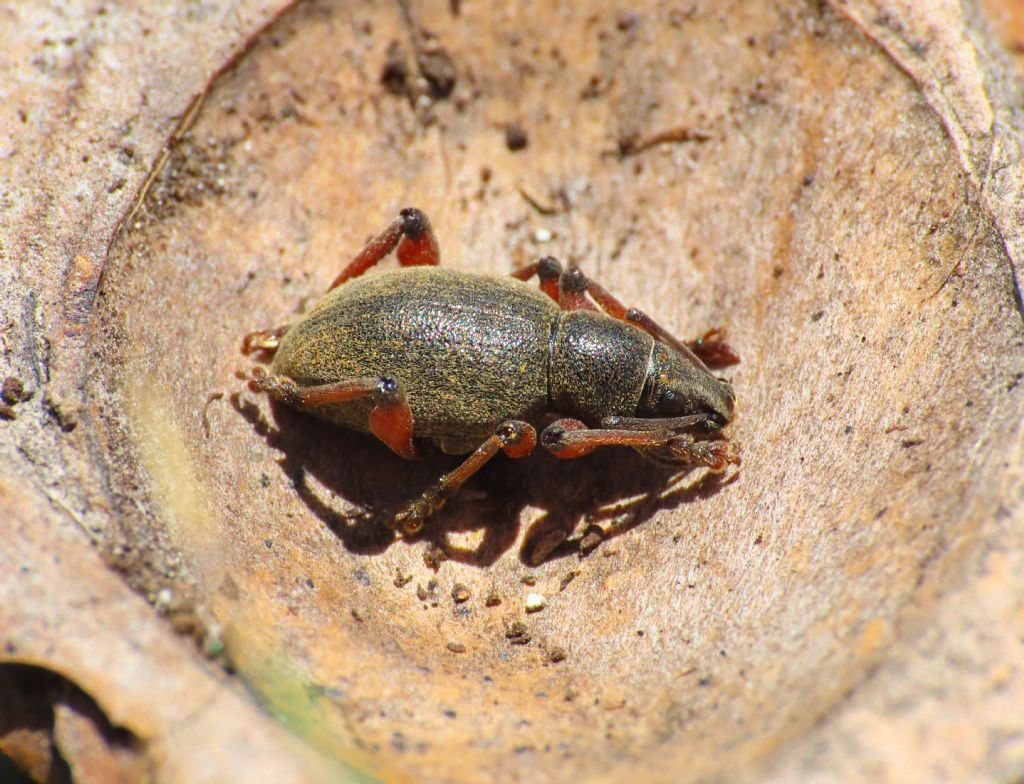 Curculionidae: Dodecastichus mastix