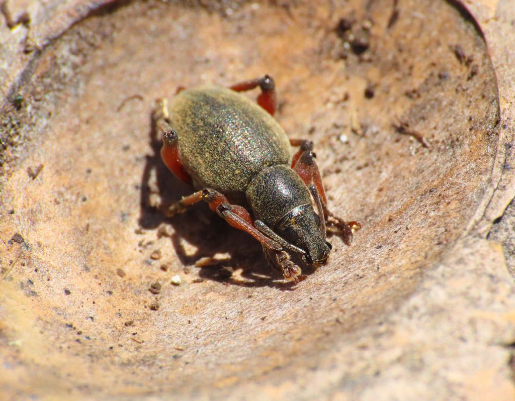 Curculionidae: Dodecastichus mastix