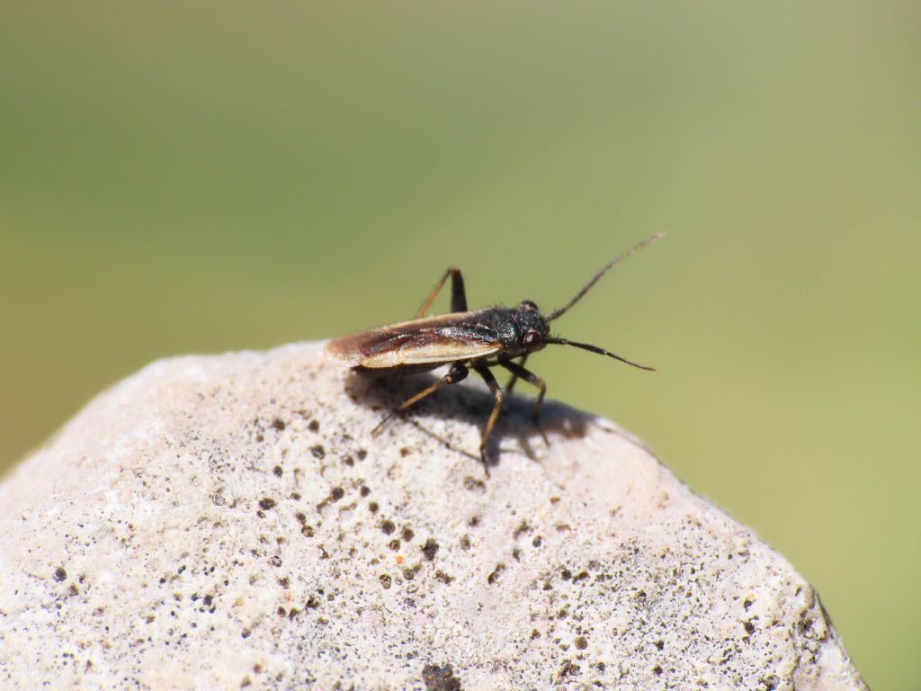 Schoenocoris flavomarginatus dei Monti Sibillini (Marche)