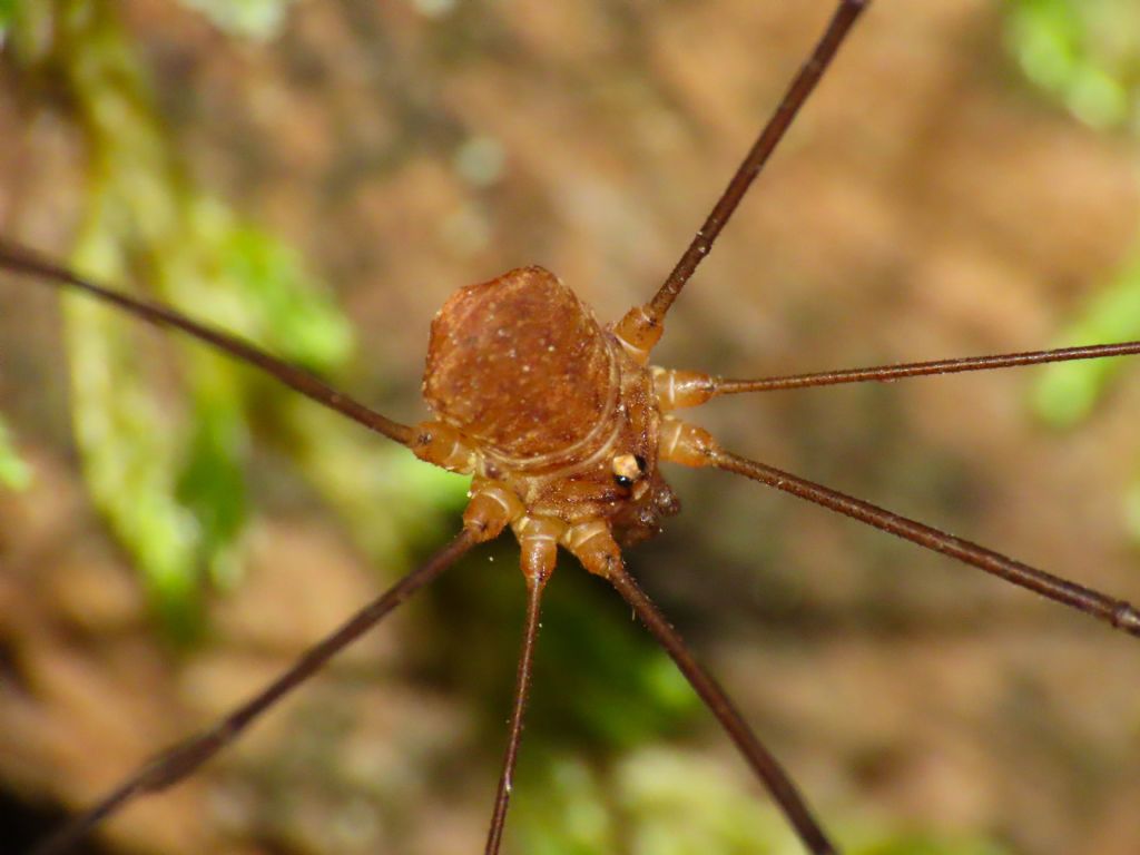 Nelima cfr. doriae ♂ (Canestrini, 1872) - (Sclerosomatidae)