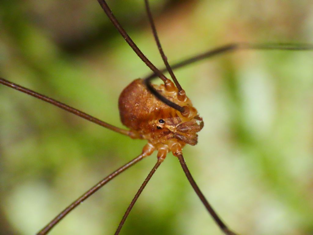 Nelima cfr. doriae ♂ (Canestrini, 1872) - (Sclerosomatidae)