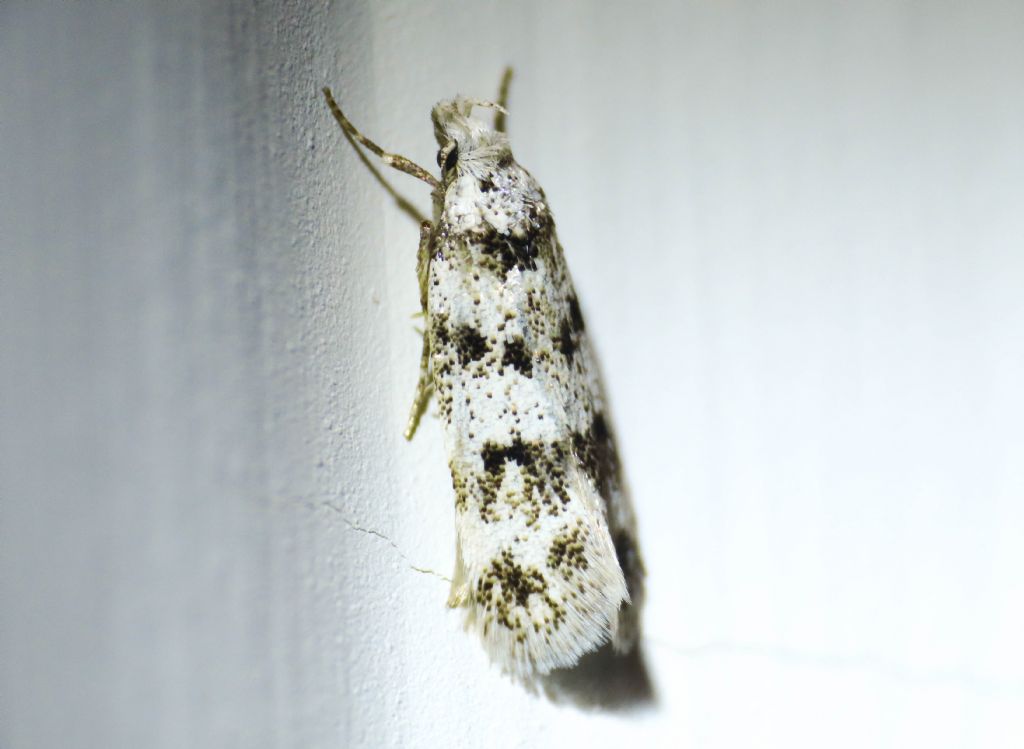 Pseudotelphusa scalella (Gelechidae)