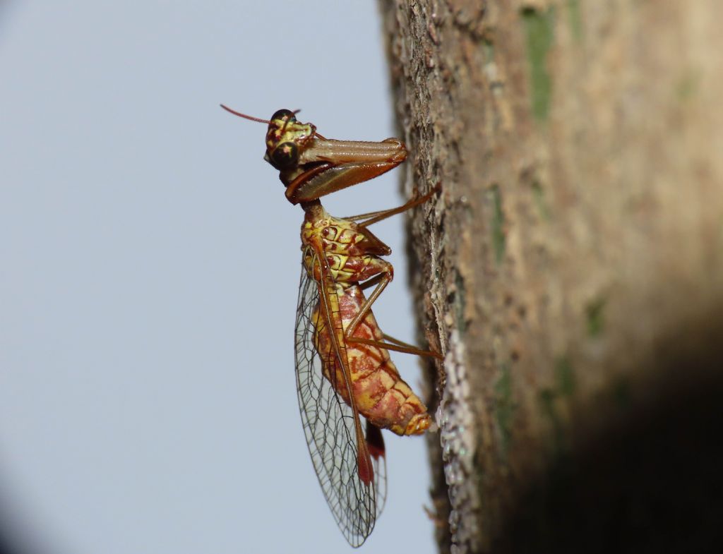 Mantispidae: Mantispa styriaca