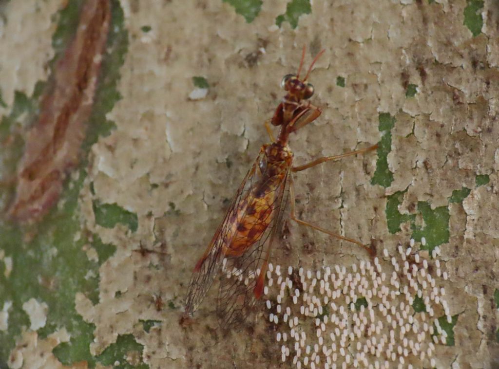 Mantispidae: Mantispa styriaca