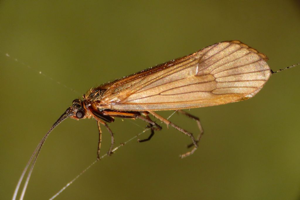 Tricottero: Limnephilidae