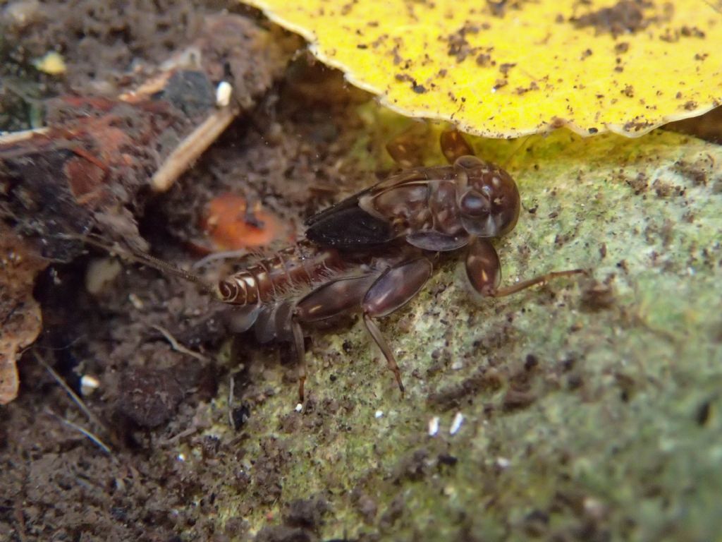 Ninfa di Ephemeroptera:  Ecdyonurus sp. (Heptageniidae)