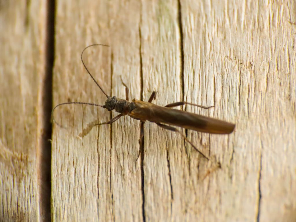 Leuctridae? da identificare - Leuctra sp.