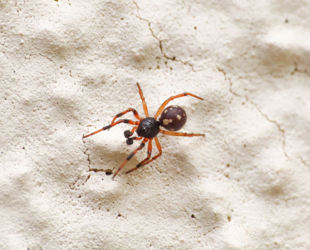 Theridiidae?  S, Crustulina guttata, maschio - Bazzano (AQ)
