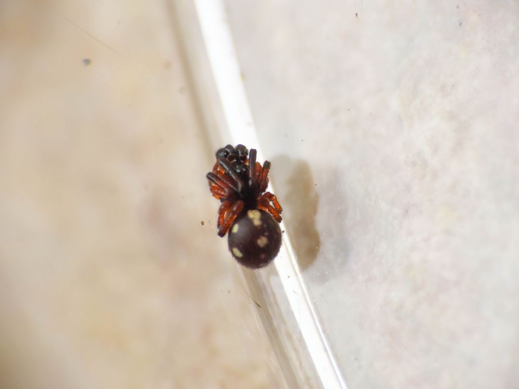 Theridiidae?  S, Crustulina guttata, maschio - Bazzano (AQ)