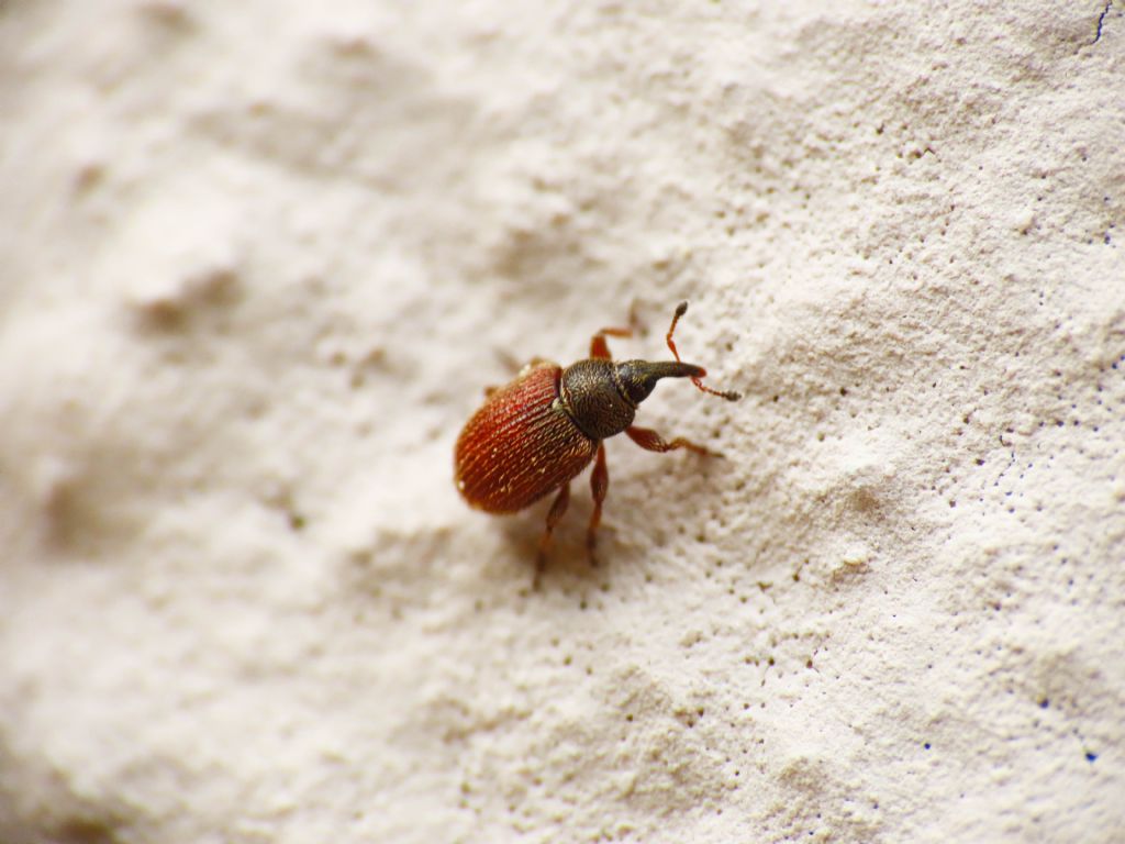 Curculionidae:  Gymnetron rotundicolle