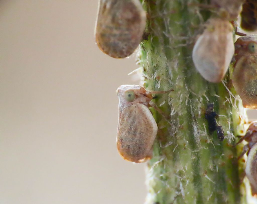 Issidae da identificare