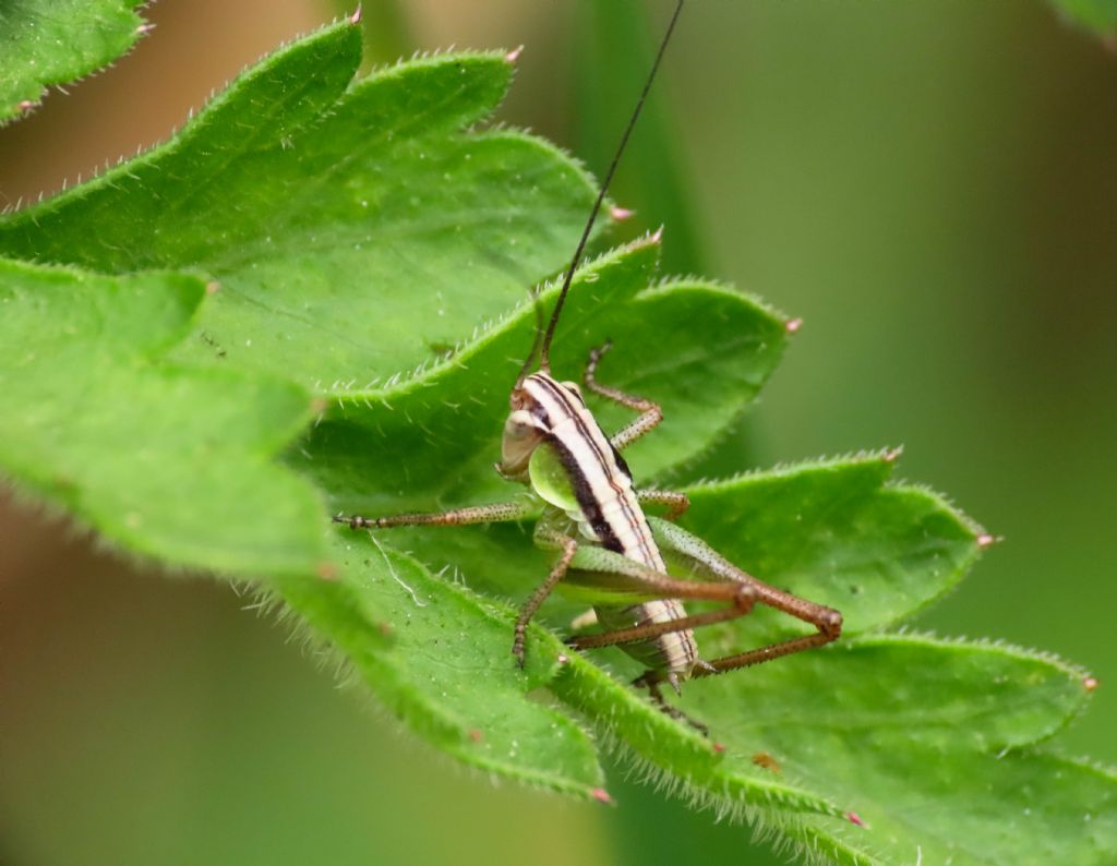 Ninfa di Tettigoniidae: cfr.Pholidoptera sp.