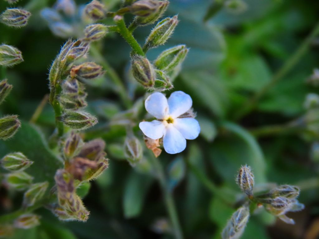 Myosotis da identificare