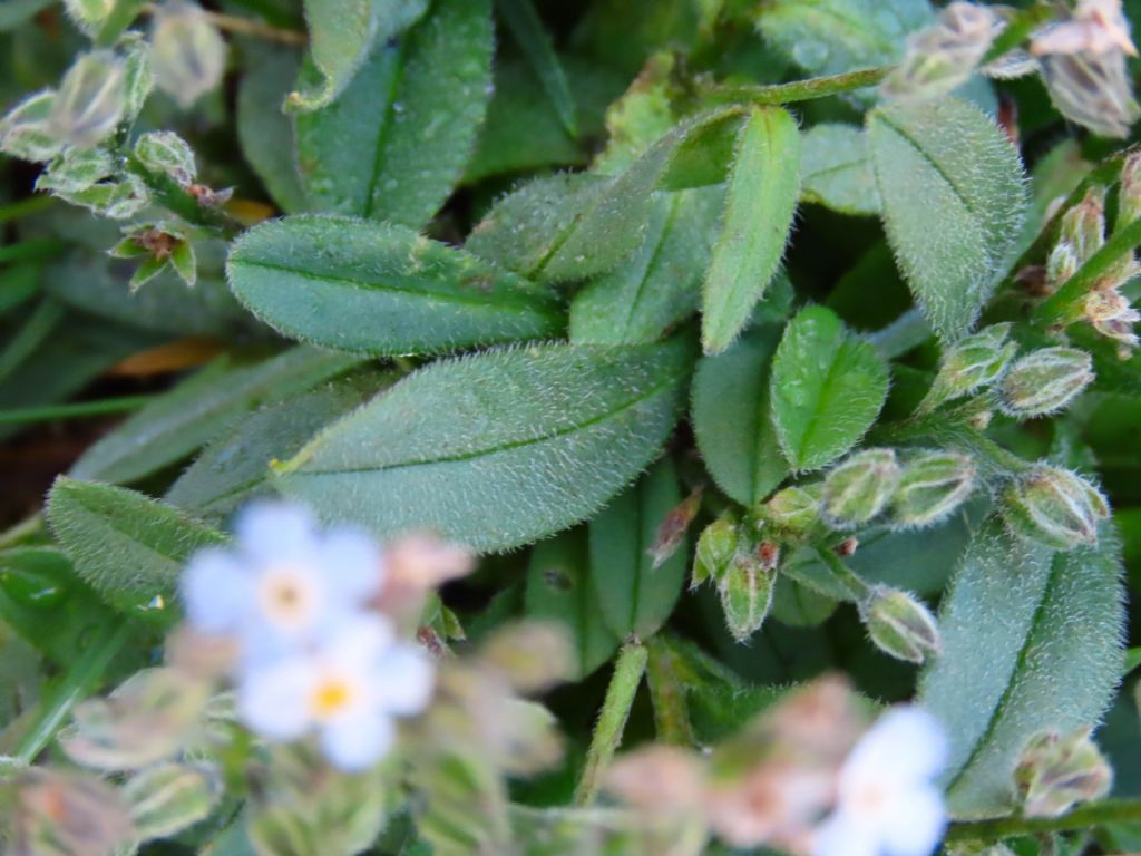 Myosotis da identificare