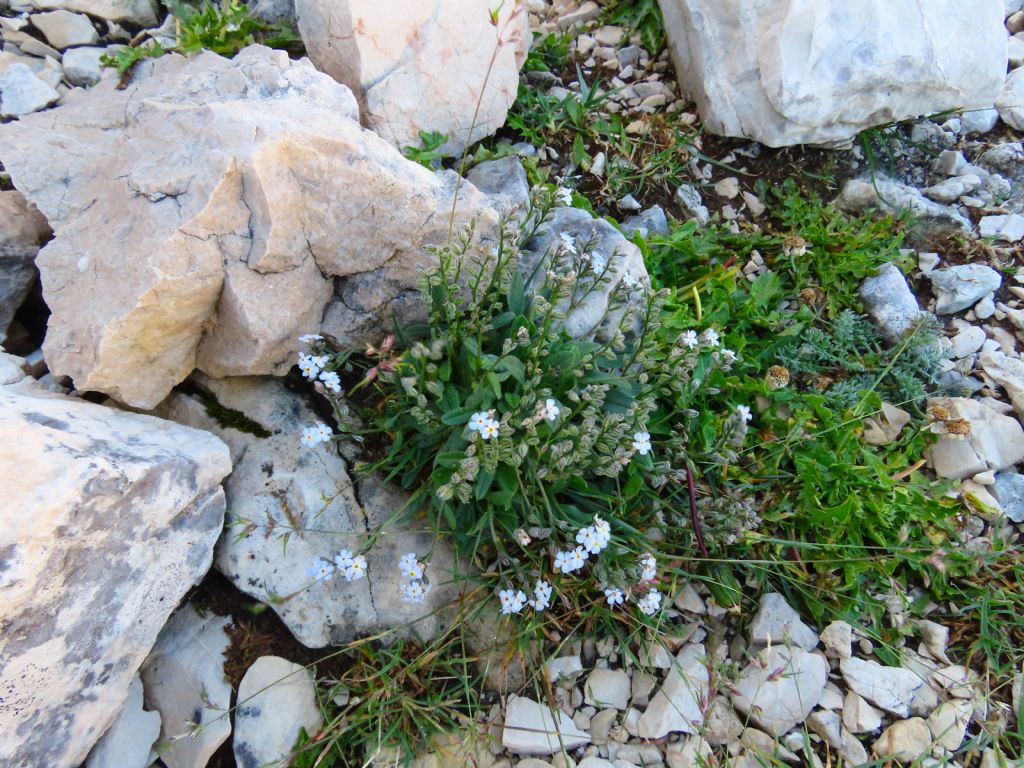 Myosotis da identificare