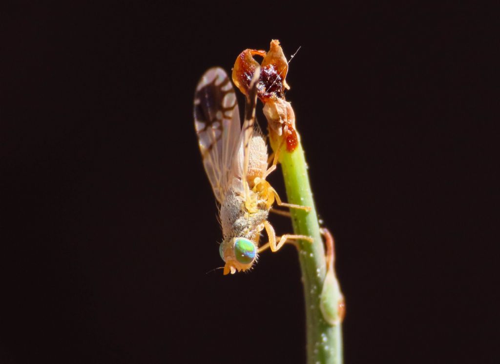 Tephritidae? S,  Tephritis cfr. cometa