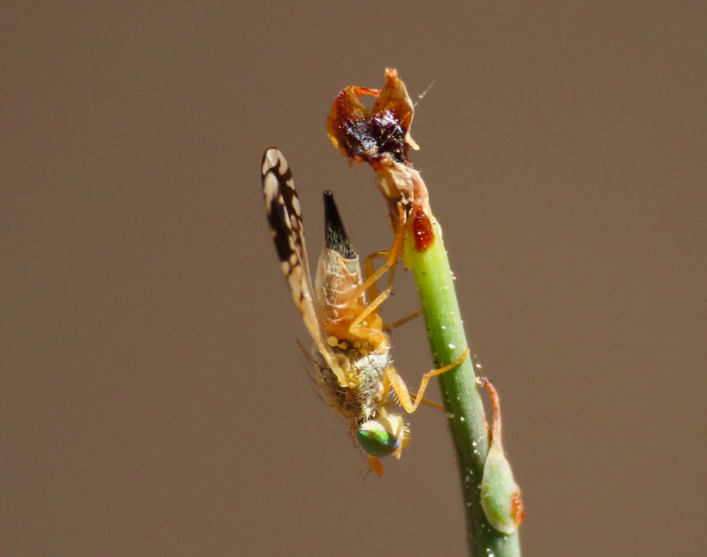 Tephritidae? S,  Tephritis cfr. cometa