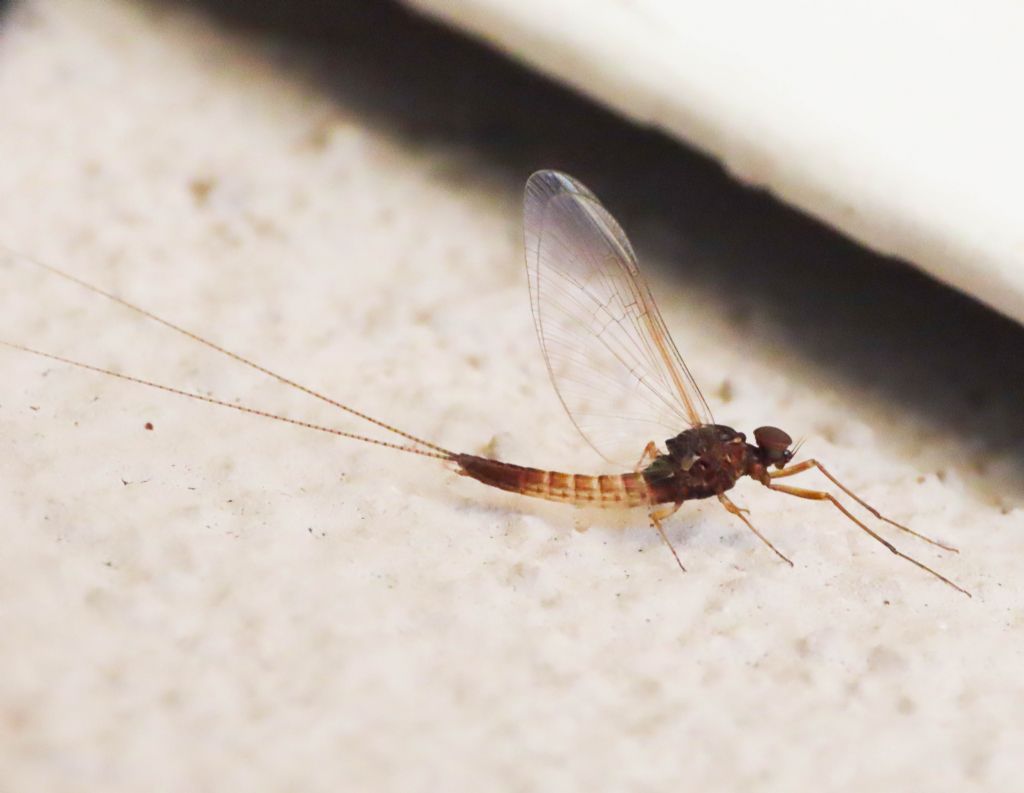 Ephemeroptera: Baetis sp., maschio