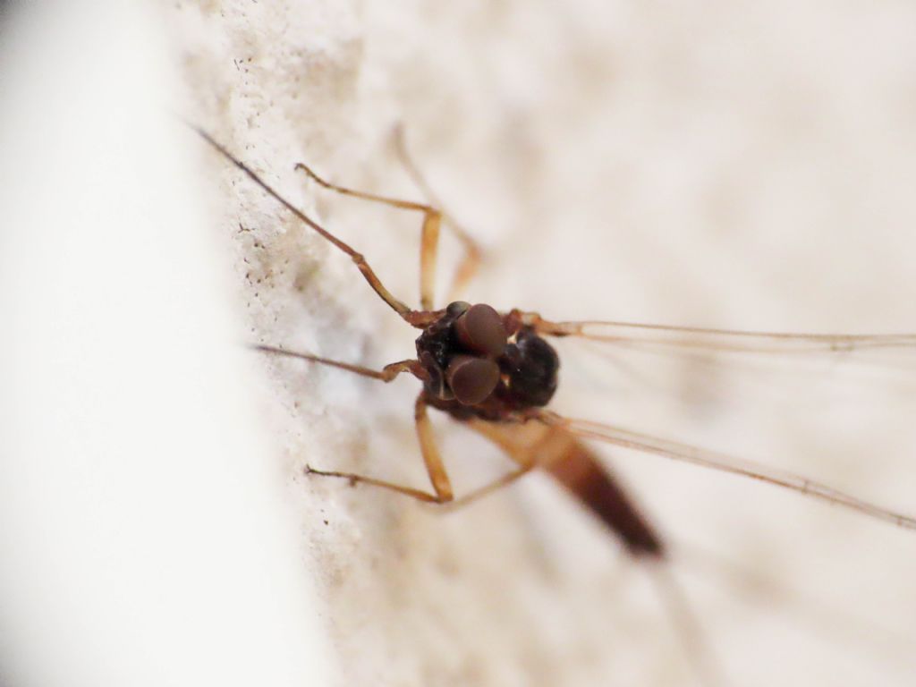 Ephemeroptera: Baetis sp., maschio