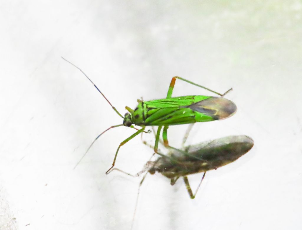 Miridae: Mermitelocerus schmidtii