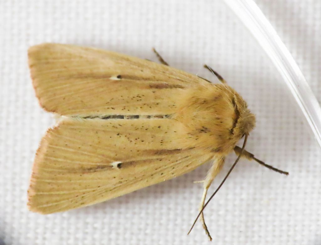 Noctuidae?  S, Mythimna sicula