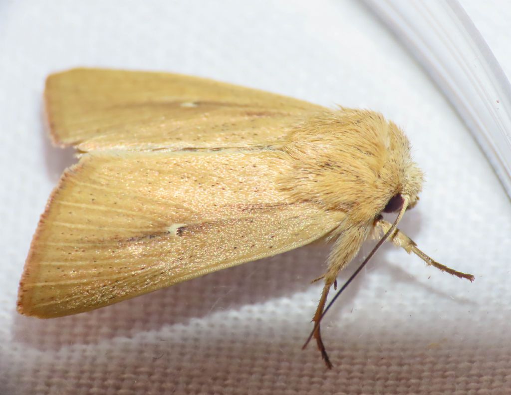 Noctuidae?  S, Mythimna sicula