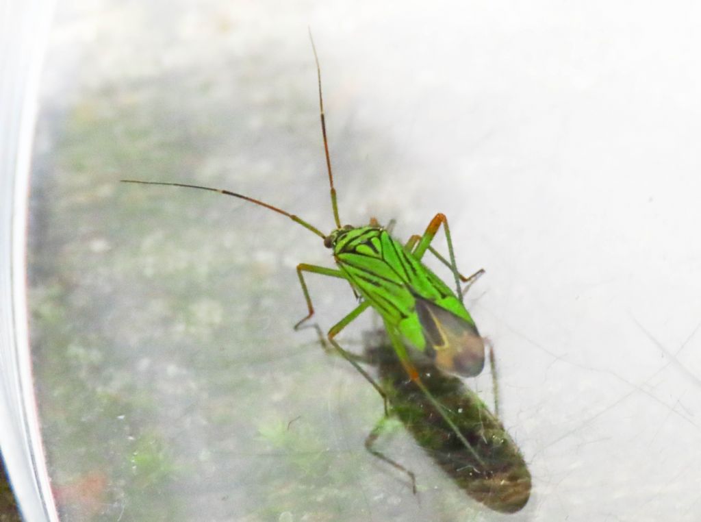 Miridae: Mermitelocerus schmidtii