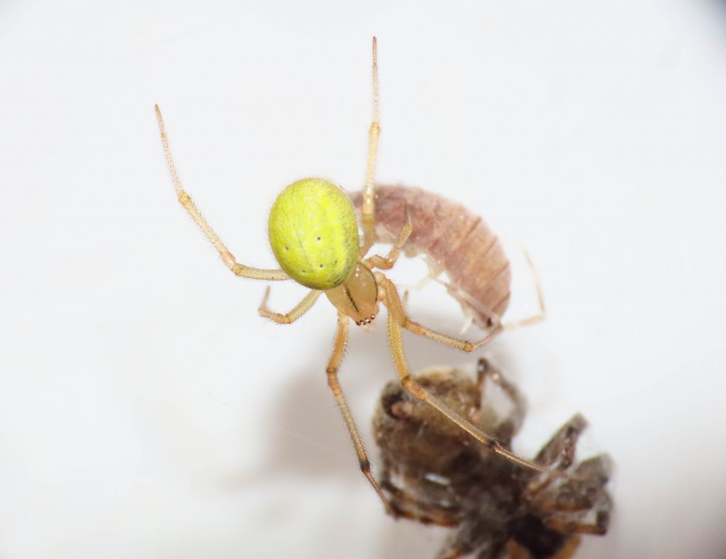 Theridiidae: Enoplognatha cfr. ovata -  Bazzano (AQ)