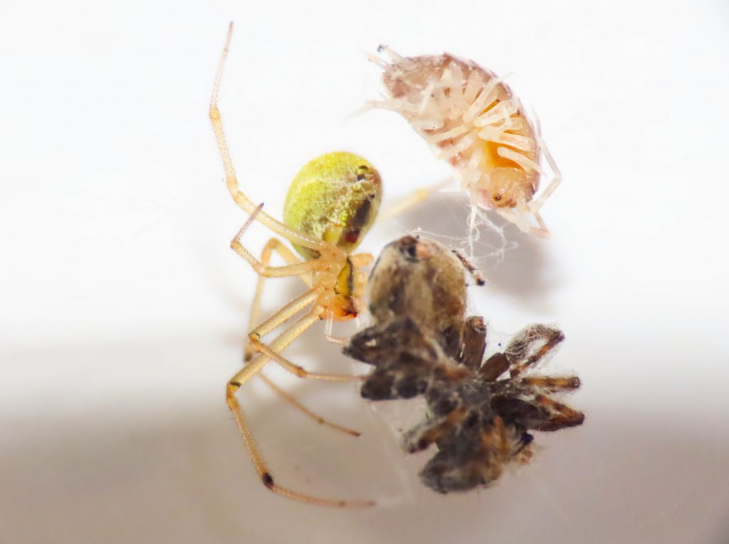 Theridiidae: Enoplognatha cfr. ovata -  Bazzano (AQ)