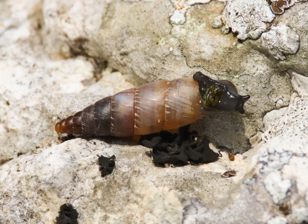 Clausiliidae? da identificare