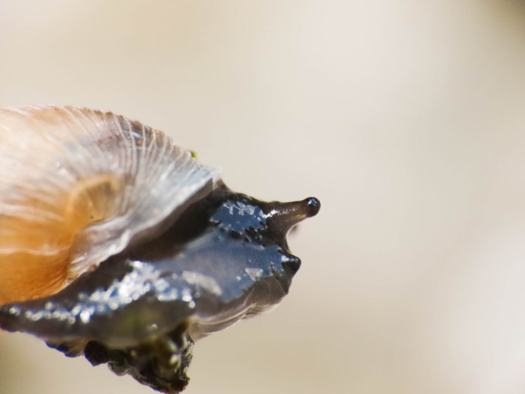 Clausiliidae? da identificare