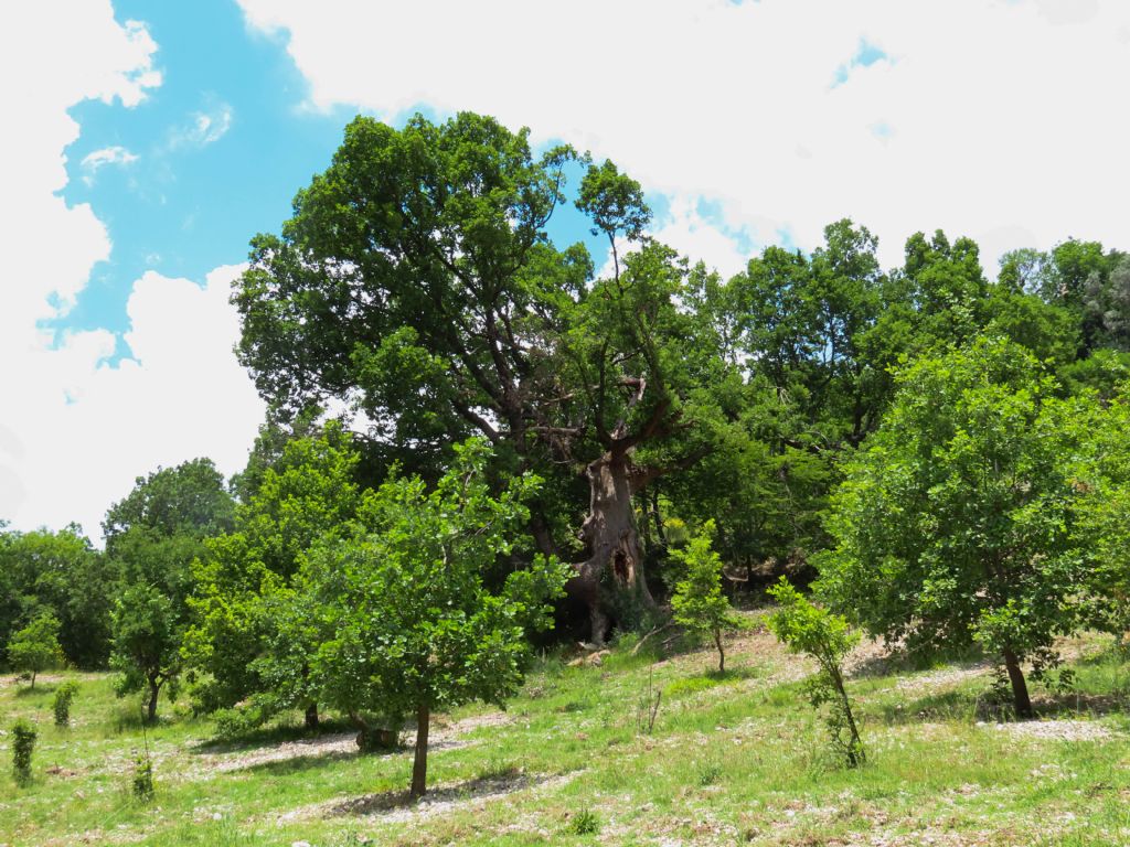 Clausiliidae? da identificare