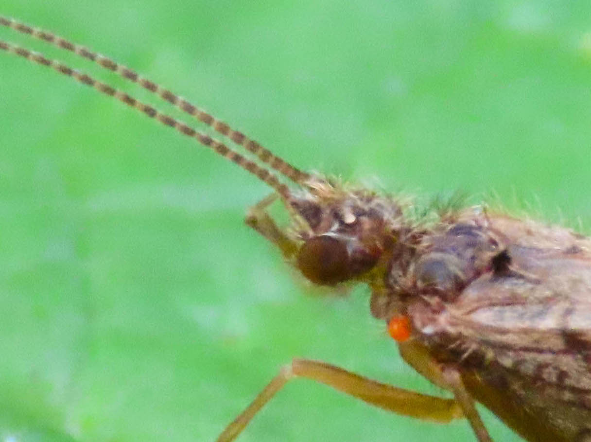 Tricottero da identificare: cfr. Rhyacophila sp.