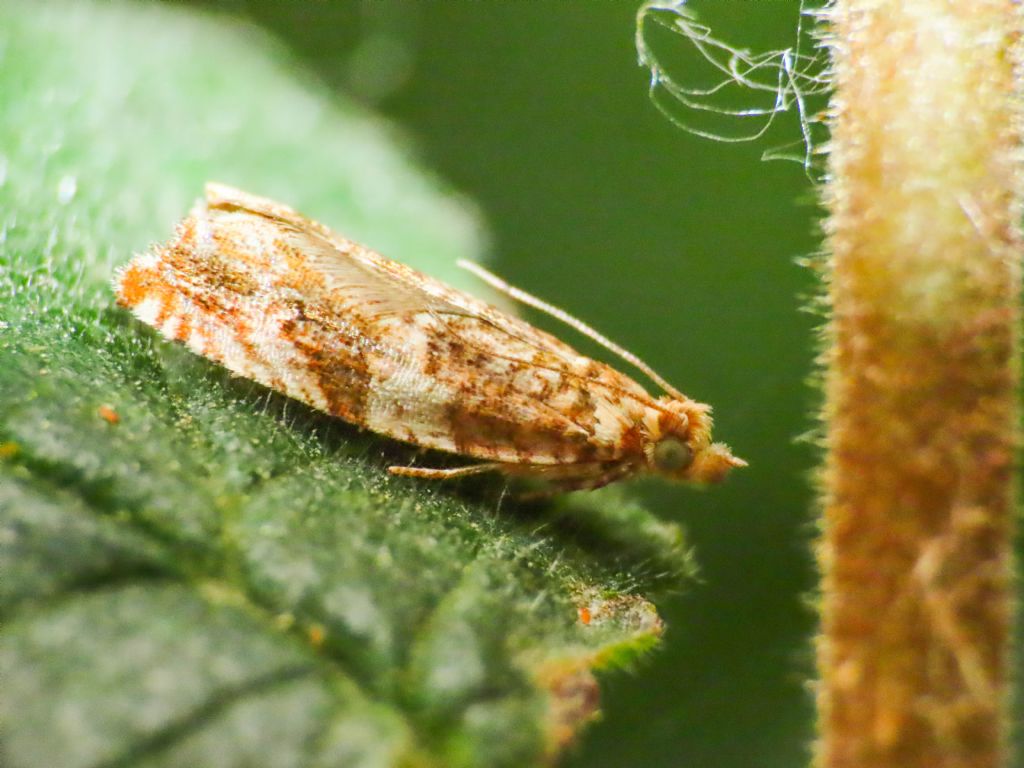 Tortricidae:  Epinotia abbreviana