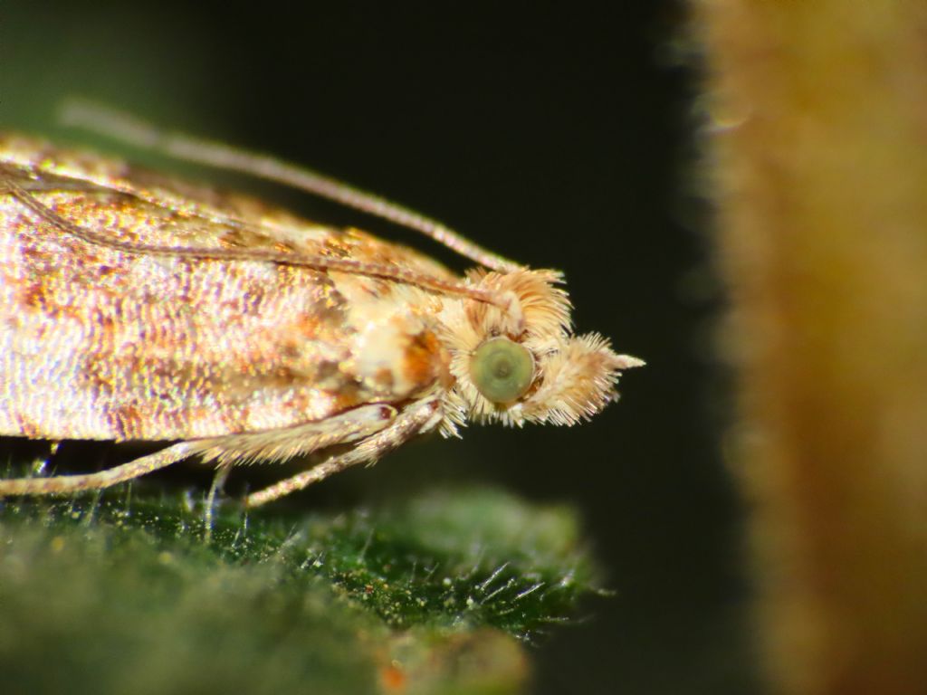 Tortricidae:  Epinotia abbreviana