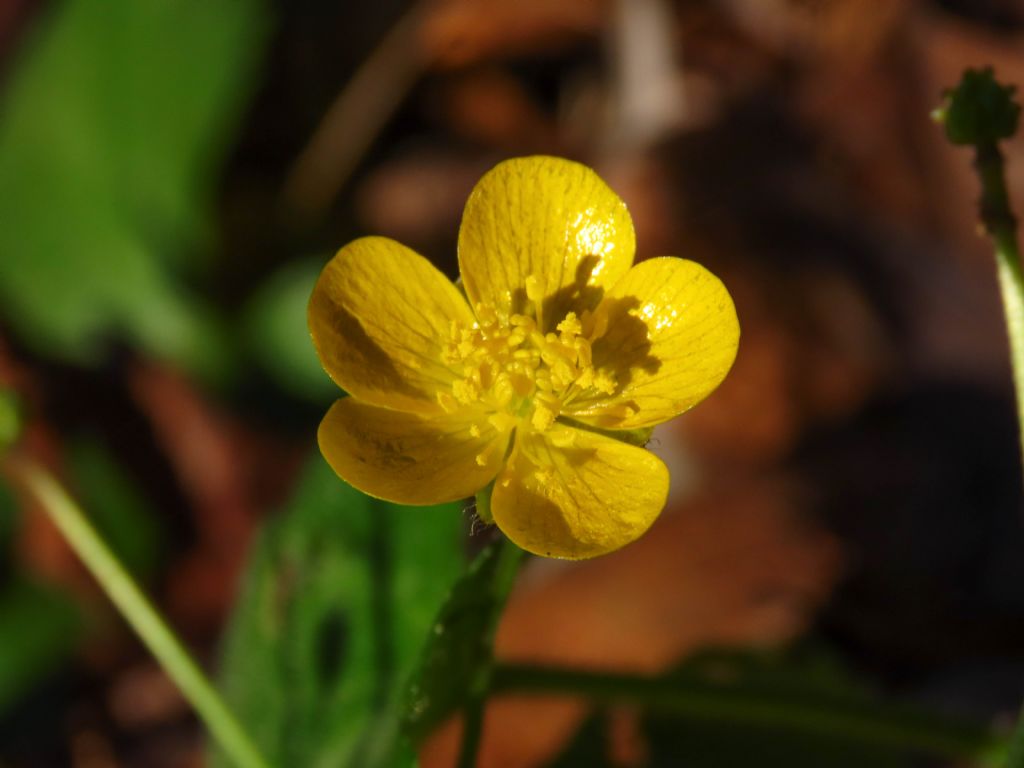 Ranunculus lanuginosus