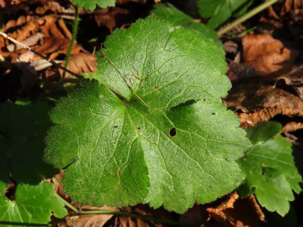 Ranunculus lanuginosus