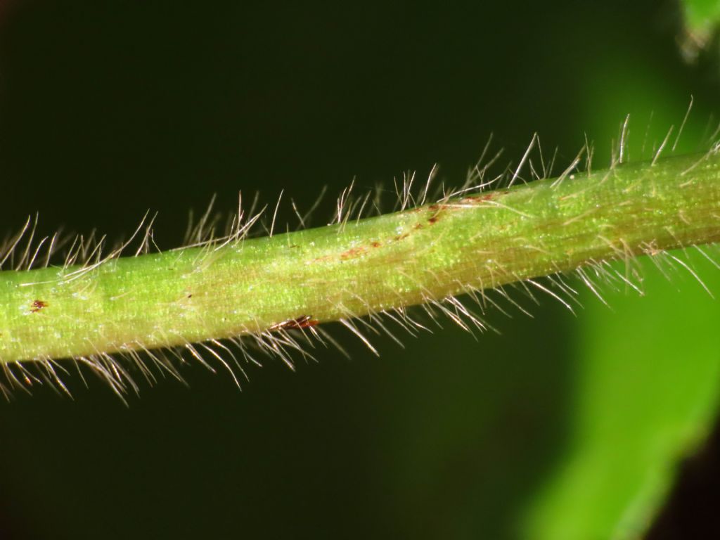 Ranunculus lanuginosus