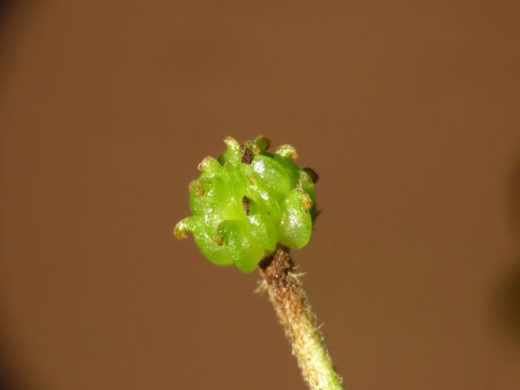 Ranunculus lanuginosus