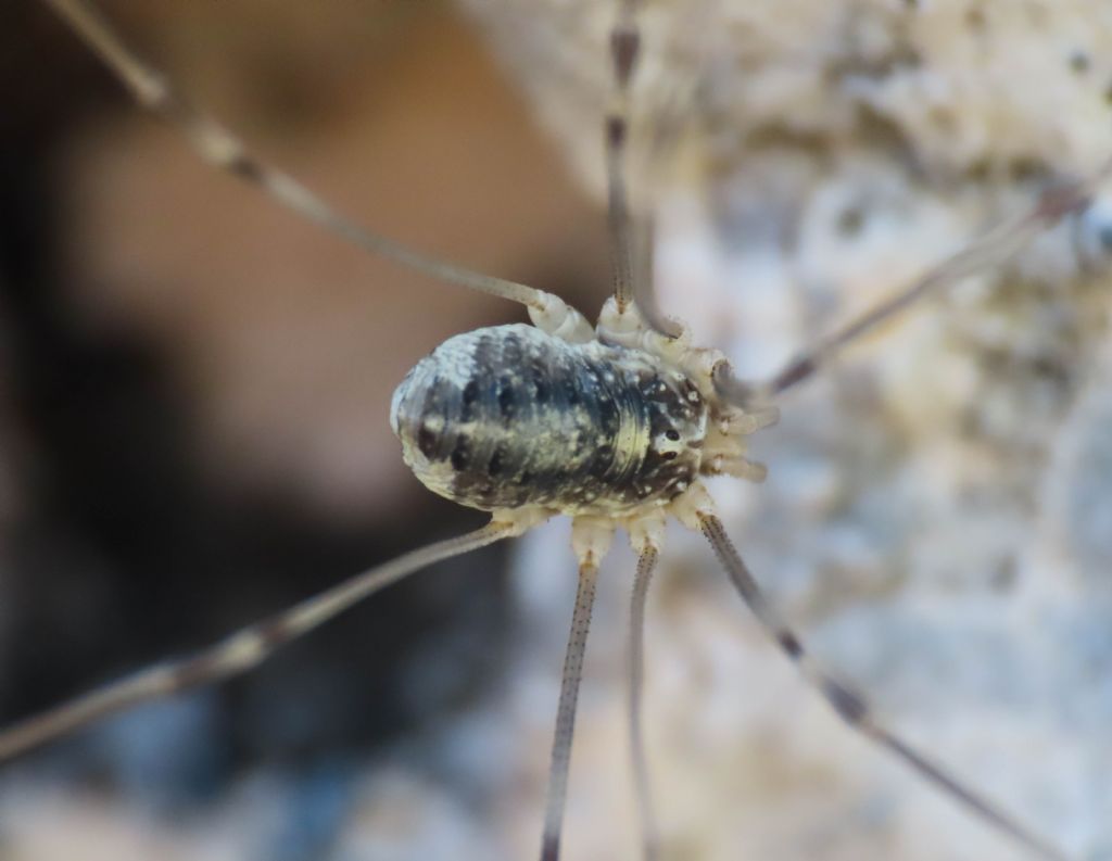 Leiobunum limbatum - Sclerosomatidae